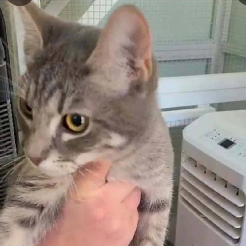 A baby medium-sized female Gray / Blue / Silver Domestic Short Hair cat named Bubbles Aka Nova for adoption in San Diego, CA
