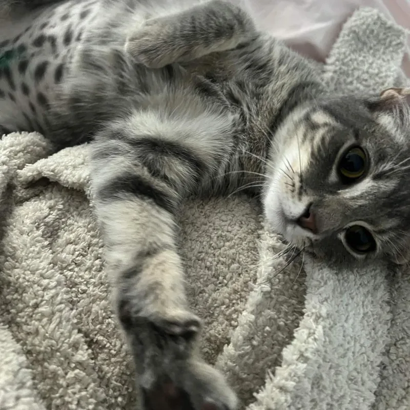 Bubbles Aka Nova thumbnail 2