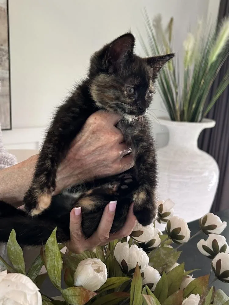 A baby small-sized female Domestic Short Hair cat named Helga for adoption in Ferndale, MI