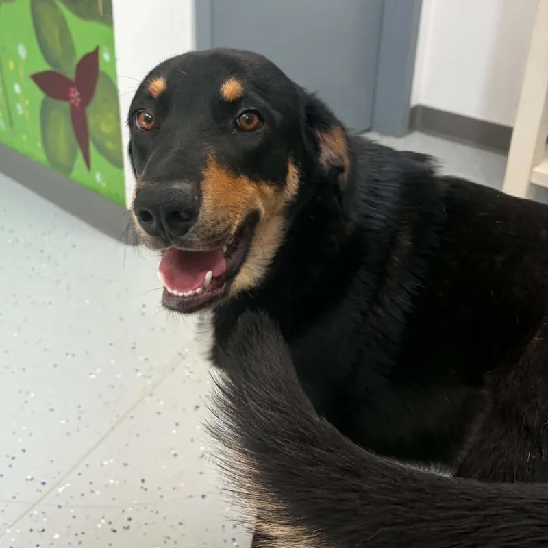 A young large-sized male Black Coonhound dog named Gambit for adoption in Marion, VA