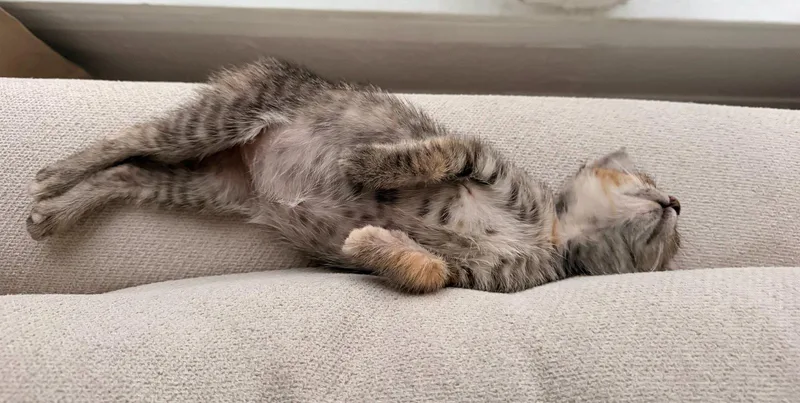 A baby small-sized female American Shorthair cat named Girly Hajji for adoption in Walnut Creek, CA