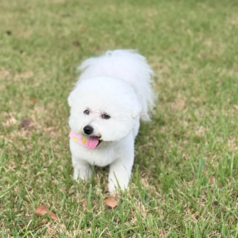 A senior small-sized female White / Cream Bichon Frise dog named Dolly June for adoption in New Orleans, LA