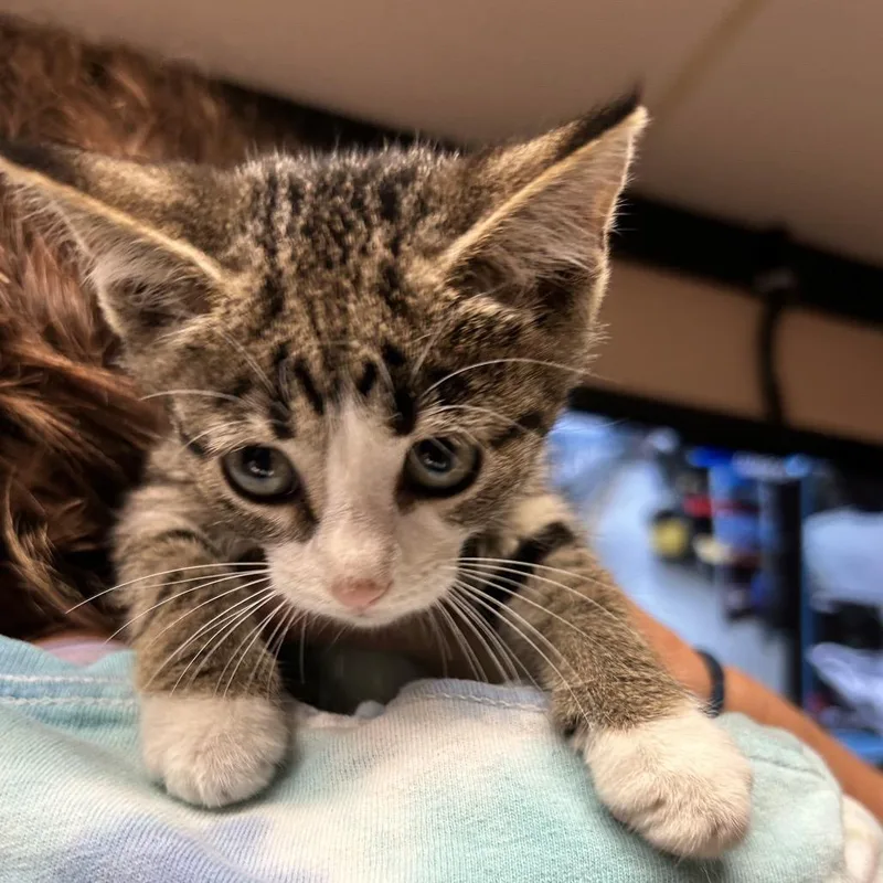 A baby small-sized female Brown / Chocolate Domestic Short Hair cat named Jessie for adoption in Newport, NC