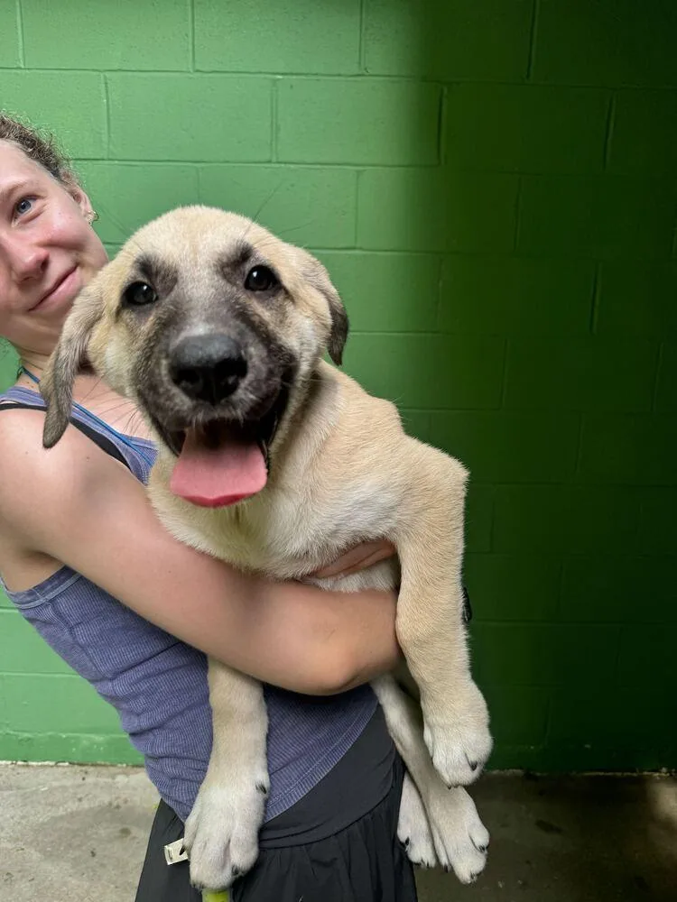 A baby large-sized male Brown / Chocolate Great Pyrenees dog named Ilya for adoption in Elmsford, NY