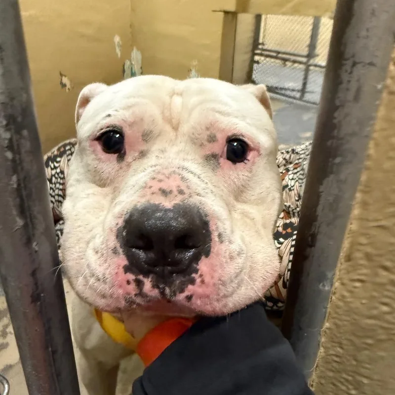 An adult large-sized male White / Cream Pit Bull Terrier dog named Easton for adoption in Newark, NJ