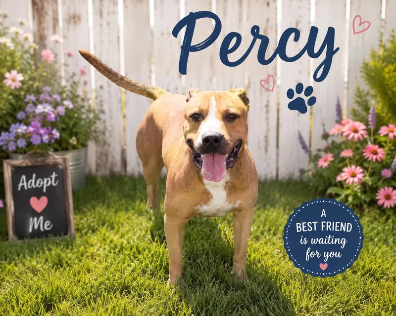 An adult large-sized male Brown / Chocolate Pit Bull Terrier dog named Percy for adoption in Joliet, IL