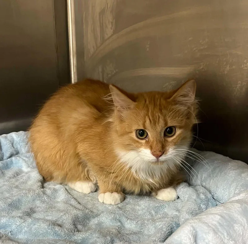 A young medium-sized male Domestic Long Hair cat named Isaac for adoption in Austin, MN