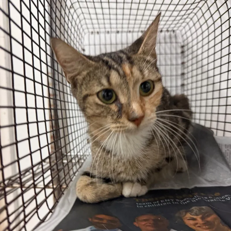 An adult medium-sized female Brown / Chocolate Domestic Short Hair cat named Babs for adoption in Edinburg, TX