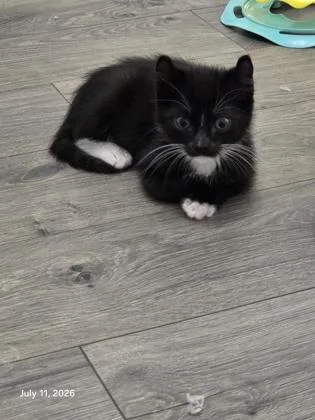 A baby small-sized male Domestic Short Hair cat named a Earl for adoption in North Charleston, SC