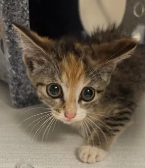 A baby small-sized female Domestic Short Hair cat named Mango for adoption in Greenfield, IN