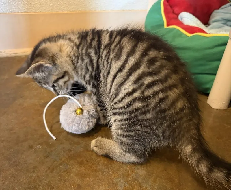 A baby small-sized female Gray & White Domestic Short Hair cat named Scribbles for adoption in Challis, ID