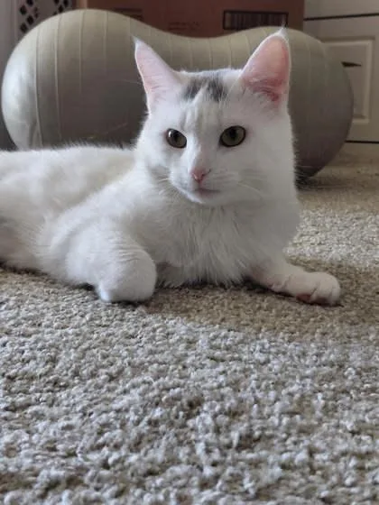 An adult medium-sized male Domestic Medium Hair cat named Lil` Meeko for adoption in Fairfax, VA