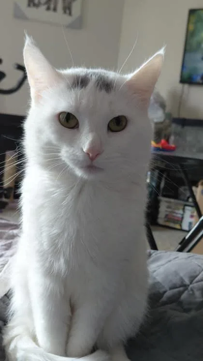 Lil` Meeko thumbnail 2