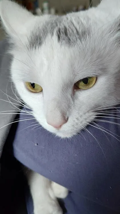 Lil` Meeko thumbnail 3