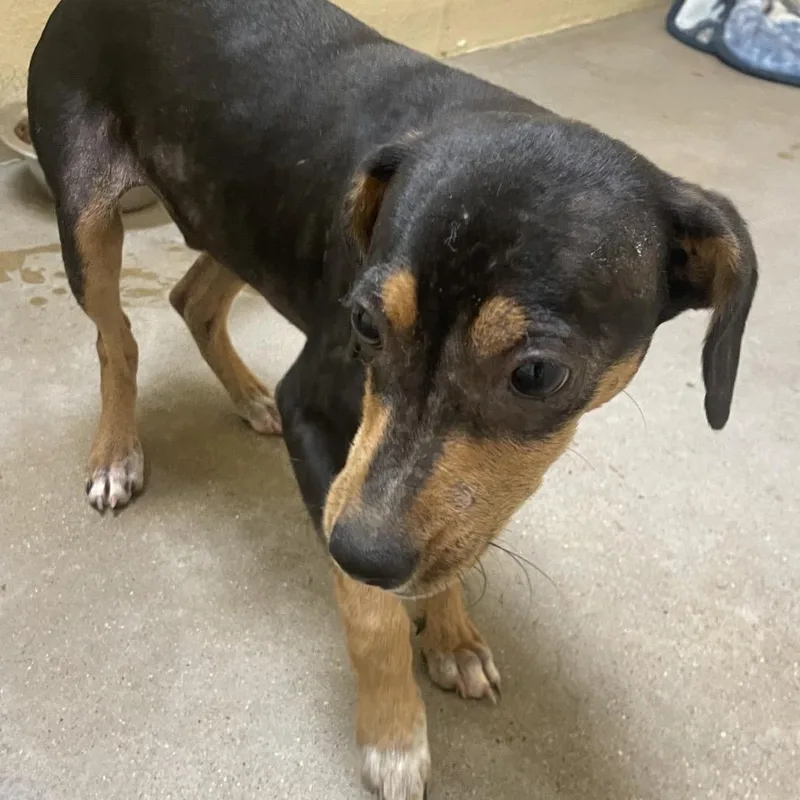 A young small-sized male Black Chihuahua dog named Alfie for adoption in Palestine, TX