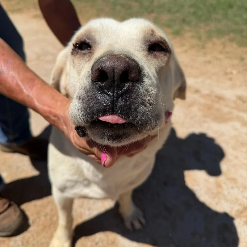 An adult medium-sized female Yellow Labrador Retriever dog named Darla for adoption in Pearsall, TX
