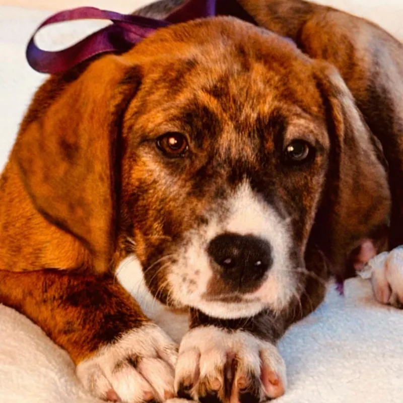 A baby medium-sized male Brindle Treeing Walker Coonhound dog named Koma for adoption in Nahunta, GA
