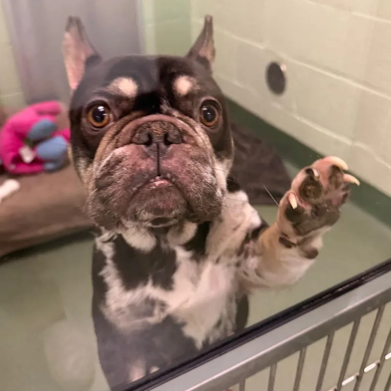 An adult small-sized female Brown / Chocolate French Bulldog dog named Delilah for adoption in West Palm Beach, FL