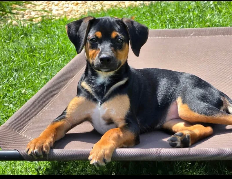 A baby medium-sized female Mixed Breed dog named Jade for adoption in Succasunna, NJ