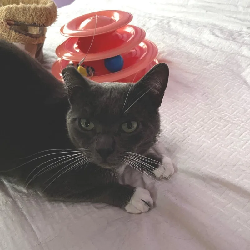 Pistachio thumbnail 3