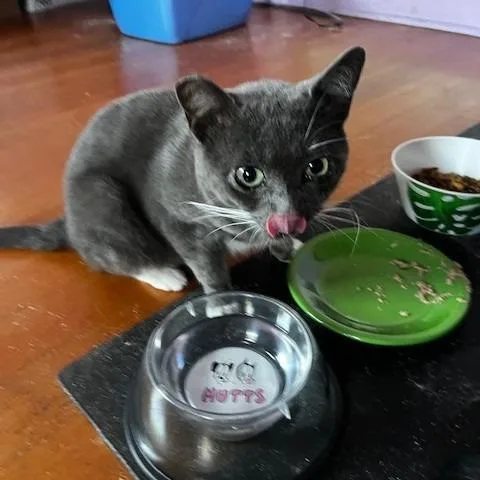 Pistachio thumbnail 4