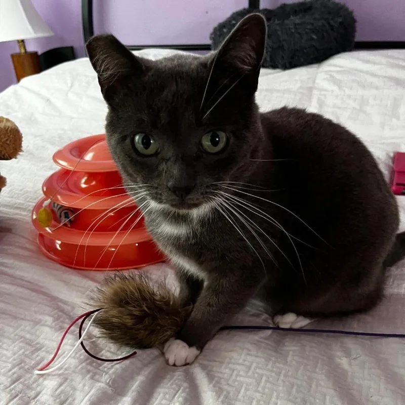 Pistachio thumbnail 5