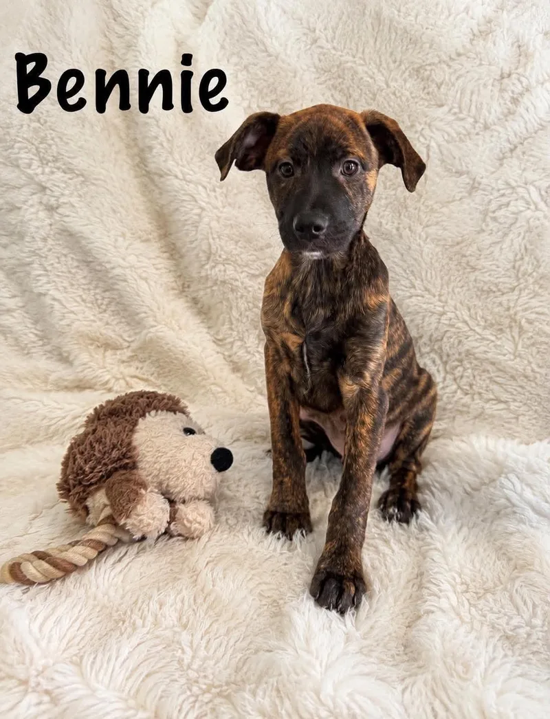 Bennie thumbnail 2