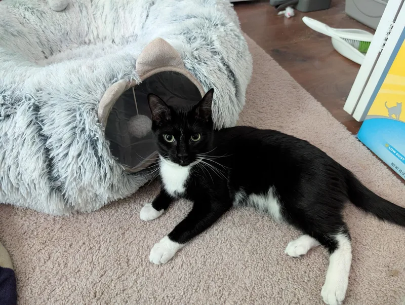 A young medium-sized male Black & White / Tuxedo Domestic Short Hair cat named Tyler for adoption in Fairfax Station, VA