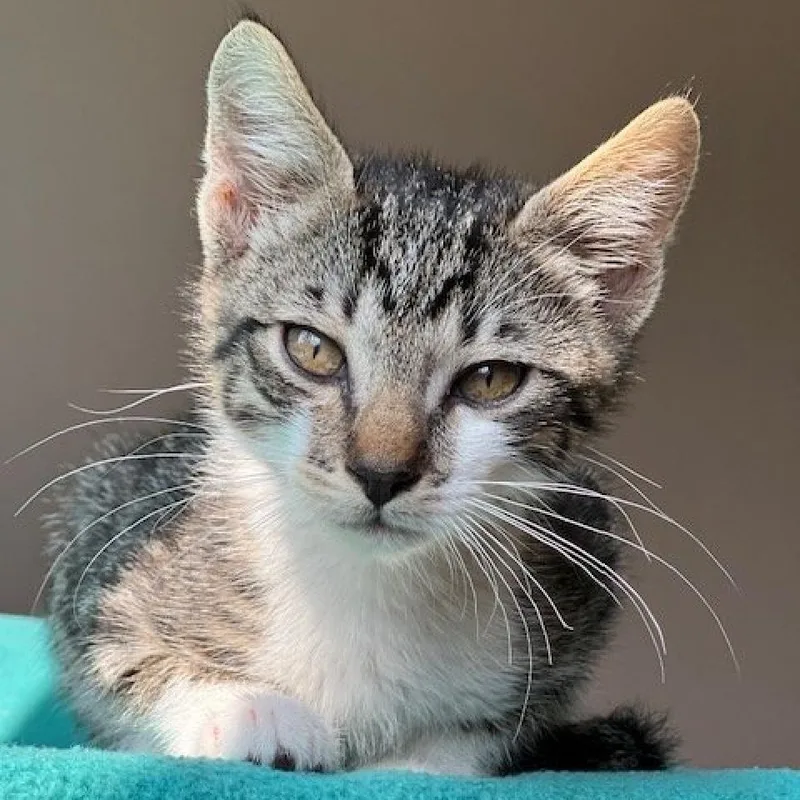 An adult small-sized male Brown / Chocolate Domestic Short Hair cat named Austin for adoption in Nampa, ID