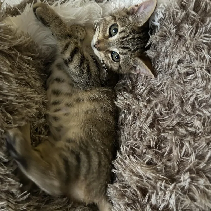 A baby small-sized male Brown / Chocolate Domestic Short Hair cat named Larry for adoption in Middle Village, NY