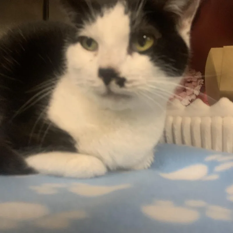 A senior medium-sized female Black Domestic Short Hair cat named Shiloh for adoption in Waldorf, MD