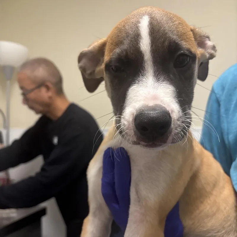 A baby medium-sized male Pit Bull Terrier dog named Griffin for adoption in Tulsa, OK