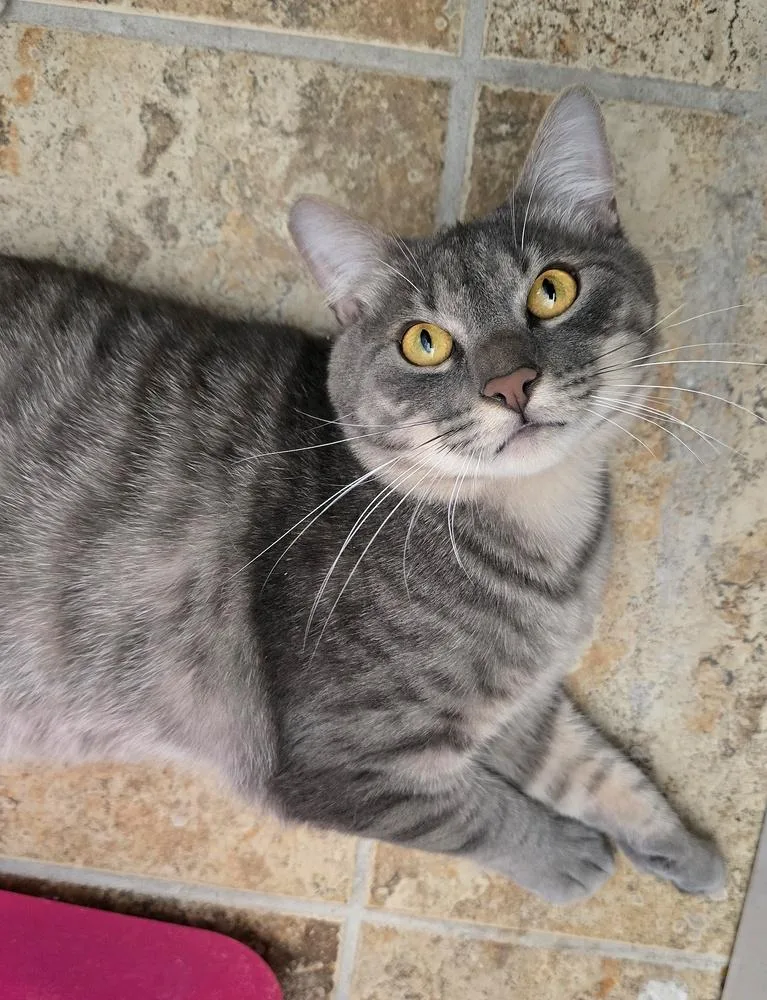 An adult large-sized male Domestic Short Hair cat named Moulton for adoption in Vancouver, WA