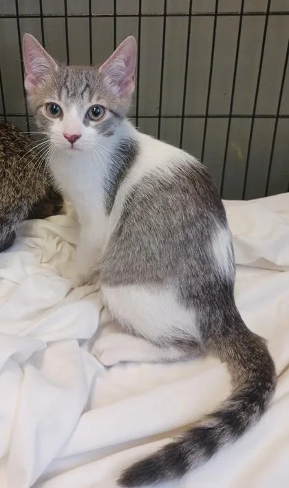 A baby medium-sized male Domestic Short Hair cat named Rune for adoption in West Memphis, AR