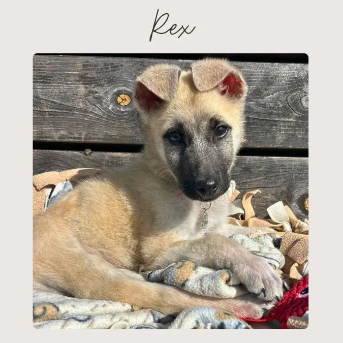 Rex thumbnail 2