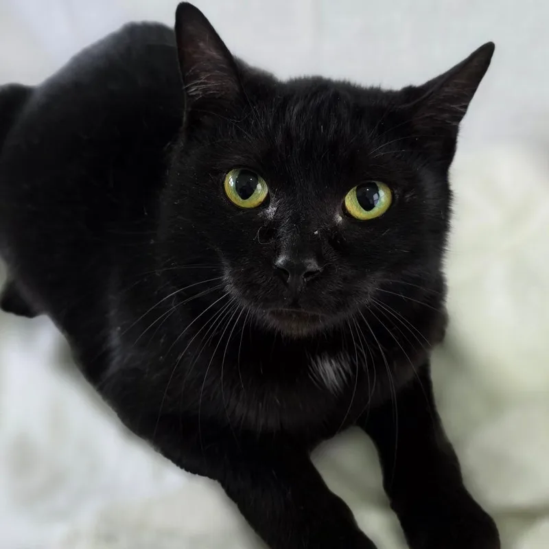 An adult medium-sized female Black Domestic Short Hair cat named Aurora for adoption in Chapel Hill, NC