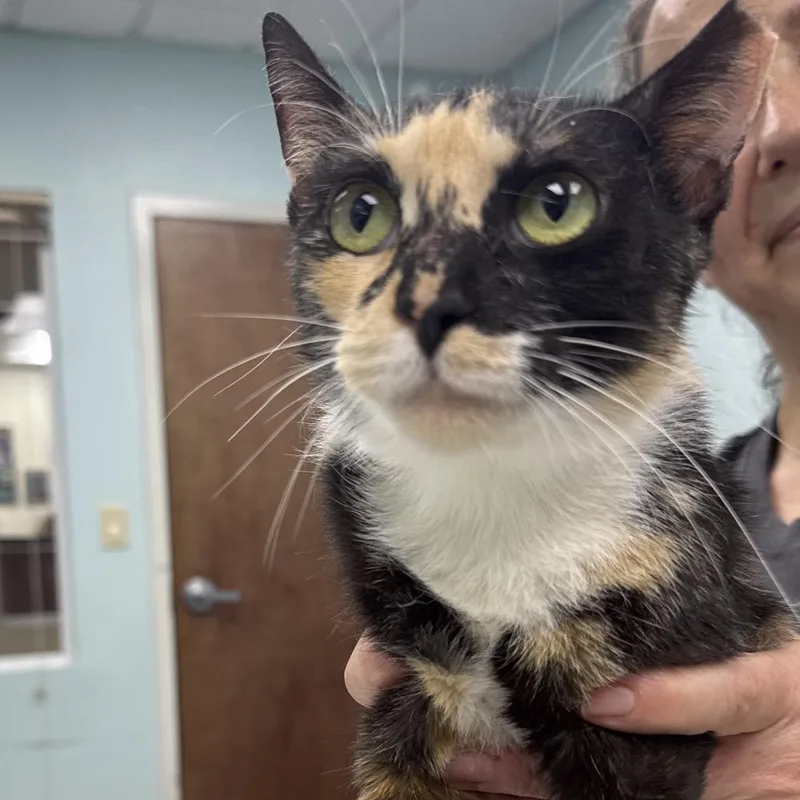 A young large-sized female Calico Domestic Short Hair cat named Flow for adoption in Hamburg, NY