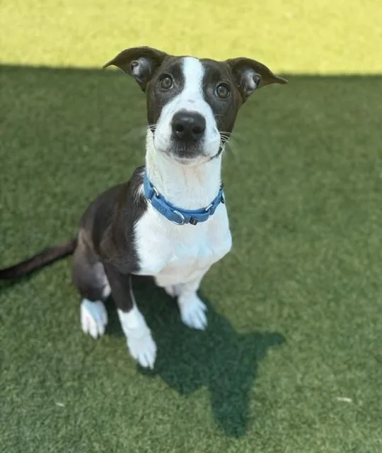 A young large-sized female Mixed Breed dog named Raven for adoption in Dallas, TX