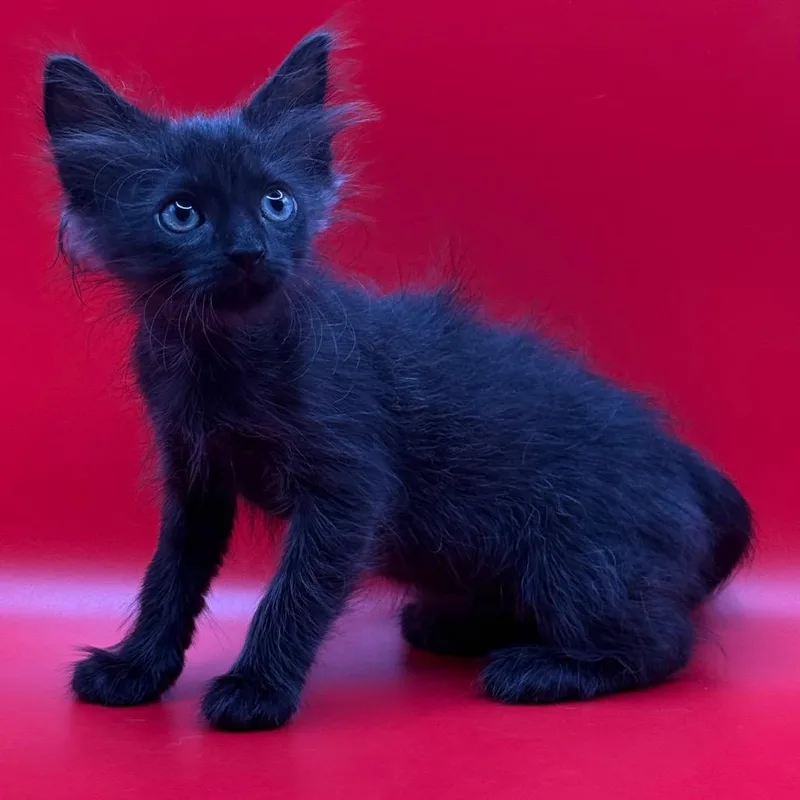A baby small-sized male Black Domestic Medium Hair cat named Bohemian for adoption in Los Angeles, CA