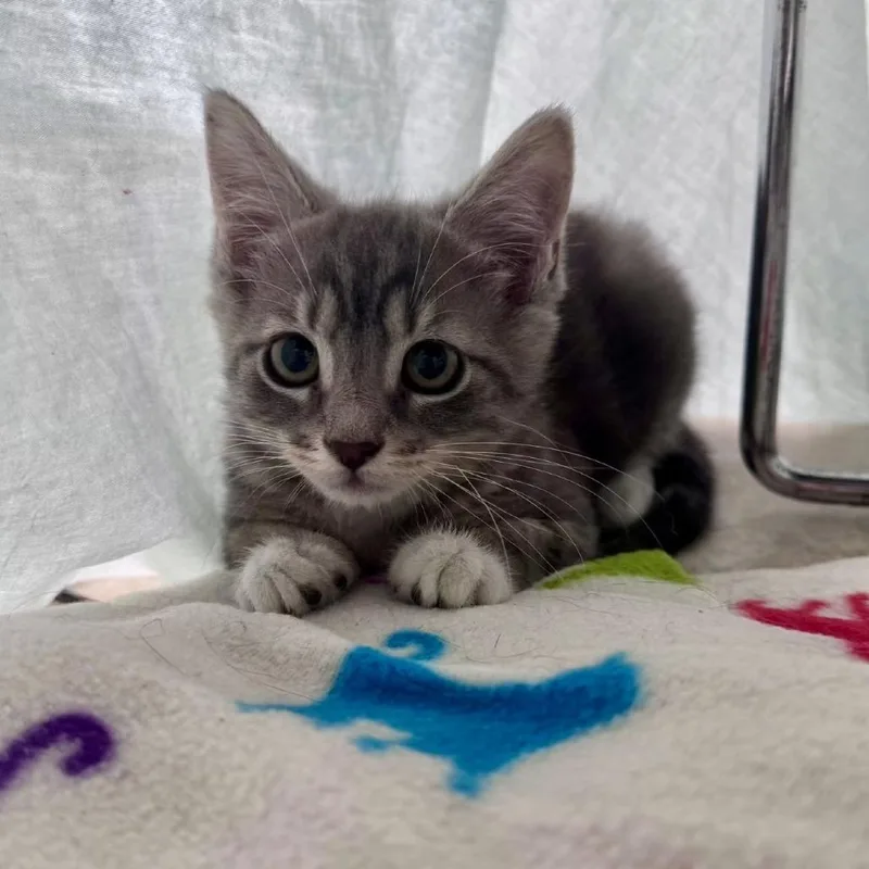 A baby small-sized male Gray / Blue / Silver Domestic Short Hair cat named Pickles for adoption in West Palm Beach, FL