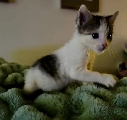 A baby small-sized male Domestic Short Hair cat named Navy for adoption in Bellevue, WA