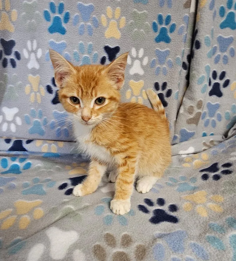 A baby medium-sized male Domestic Short Hair cat named Ricky for adoption in Wabash, IN
