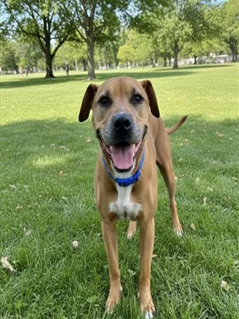 A senior large-sized female Terrier dog named Bunny for adoption in Miami, FL