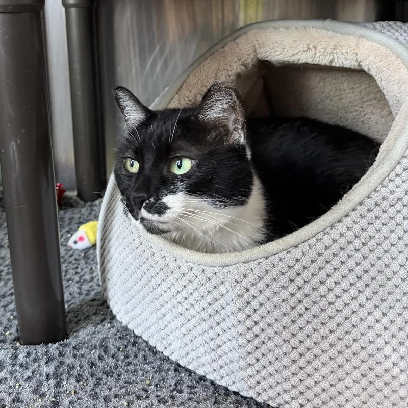 An adult large-sized female Black Domestic Short Hair cat named Moo Moo for adoption in Wilmington, DE