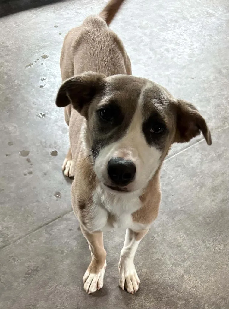 A baby medium-sized female Shepherd dog named Rosalina for adoption in Hartsville, SC