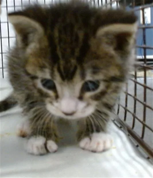 A baby small-sized female Domestic Short Hair cat named Kippy for adoption in Miami, FL
