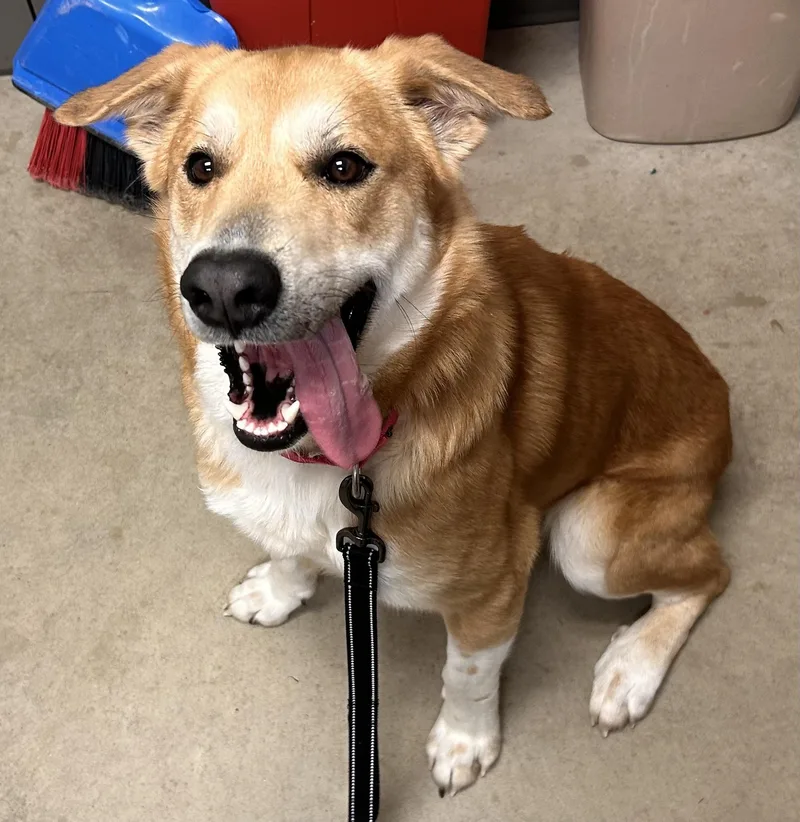 An adult large-sized male Shepherd dog named Santiago for adoption in Mason City, IA