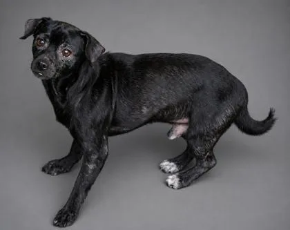An adult small-sized male Chihuahua dog named Waylon for adoption in Bowling Green, KY