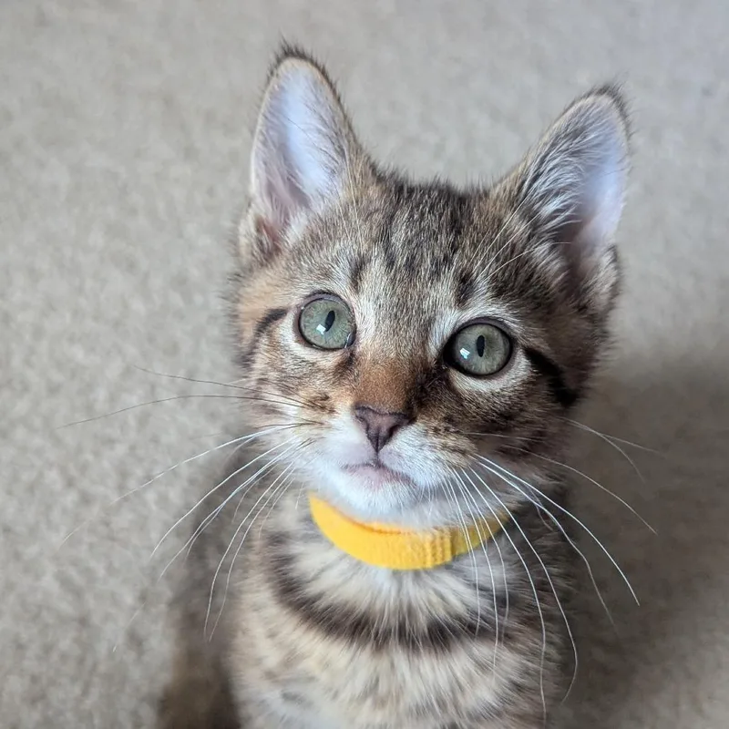 A baby small-sized male Brown / Chocolate Domestic Short Hair cat named Tom for adoption in Washington Township, OH