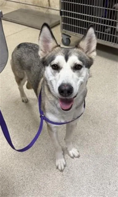 An adult large-sized female Siberian Husky dog named Meekah for adoption in Riverside, CA